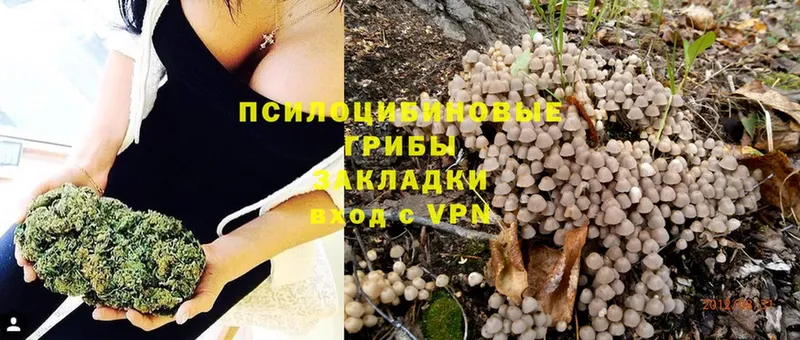 darknet формула  мега зеркало  Алзамай  Галлюциногенные грибы Psilocybine cubensis 